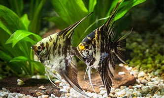 Fische in Aquarium