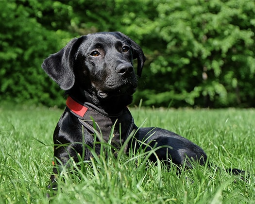 Schwarzer Labrador Retriever