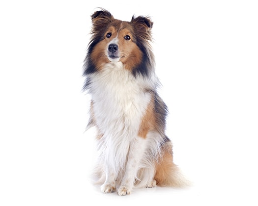 Shetland Sheepdog