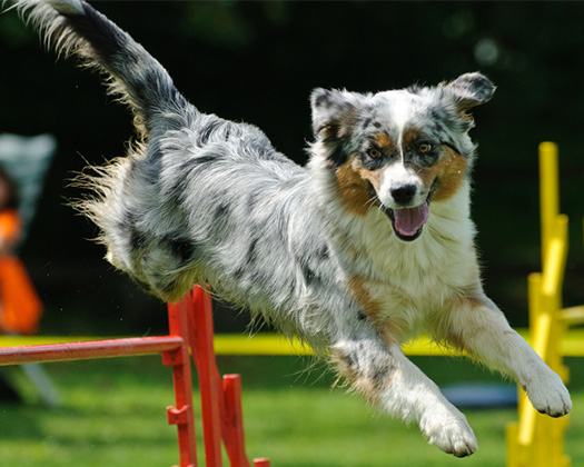 Hundetraining mit Hürde