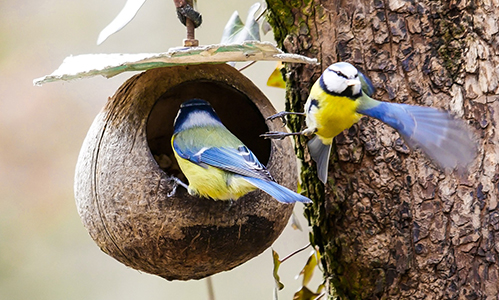 Blaumeisen an Futterhaus