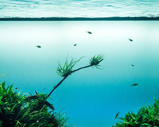 Aquarienpflanzen